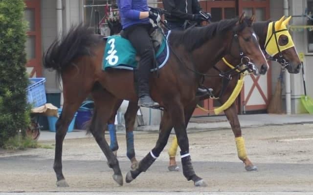 【共同通信杯】ダノンスコーピオン安田隆師「先々を見据えての東京1800」/ねぇさんのトレセン密着