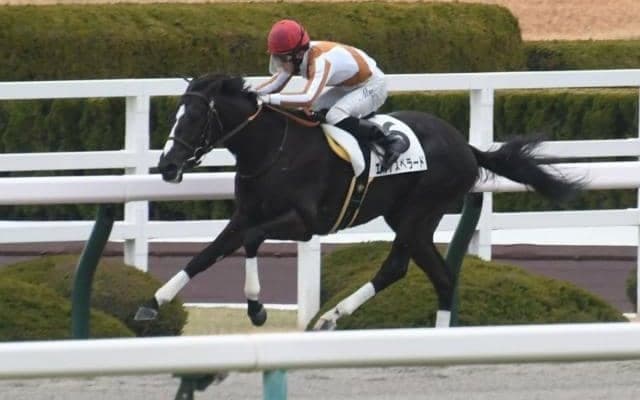 【阪神4R新馬戦結果】エルデスペラードが抜け出して3馬身半差快勝