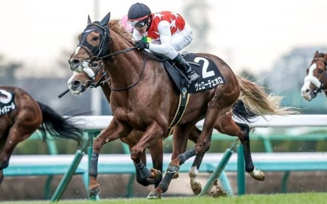 【ダイヤモンドS予想オッズ】ヴェローチェオロが予想1番人気