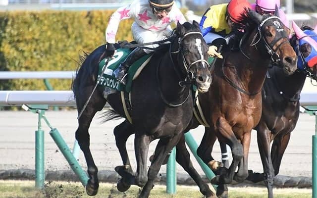 きさらぎ賞覇者マテンロウレオは、次走に弥生賞を予定