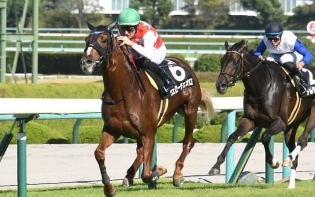 【ダイヤモンドS出走馬・騎手確定】ヴェローチェオロ＆戸崎圭太騎手、レクセランス＆横山武史騎手など14頭