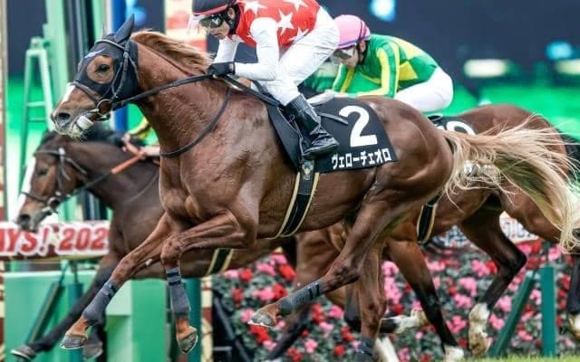 【ダイヤモンドS枠順確定】ヴェローチェオロは5枠7番、レクセランスは6枠10番