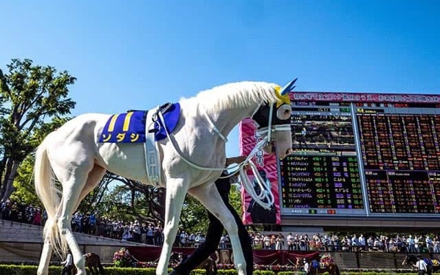 【フェブラリーS 最新予想オッズ】昨年覇者カフェファラオが予想1番人気　レッドルゼル、ソダシが続く