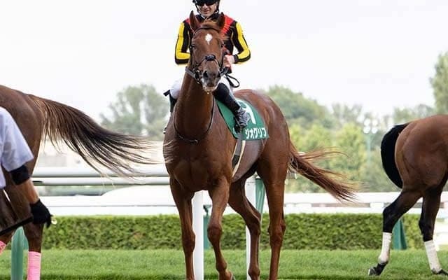 共同通信杯2着のジオグリフは放牧へ　次戦は皐月賞を予定