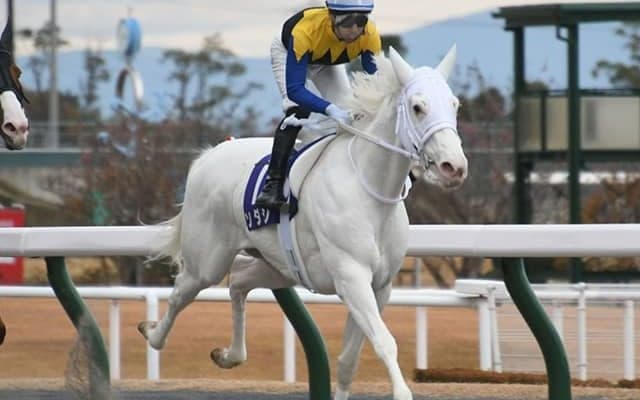 【フェブラリーS予想】ソダシの巻き返しは？ ダート血統でも抗えない不安データ