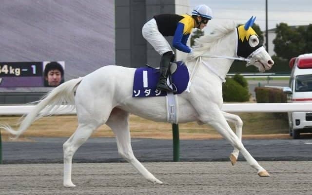 【フェブラリーS前日オッズ】白毛馬ソダシが4.7倍で1番人気