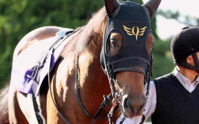 【WIN5予想】フェブラリーSはコース適性を重視したい