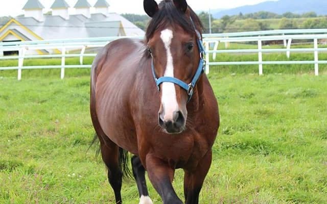 リヤンドファミユ産駒がJRA初勝利、小倉1RでエアフォースワンがV