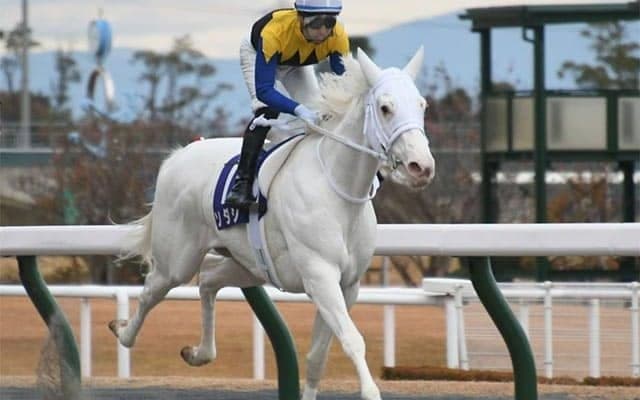 【フェブラリーS・馬体重】ソダシは476kg(+6)、レッドルゼルは494kg(+6)