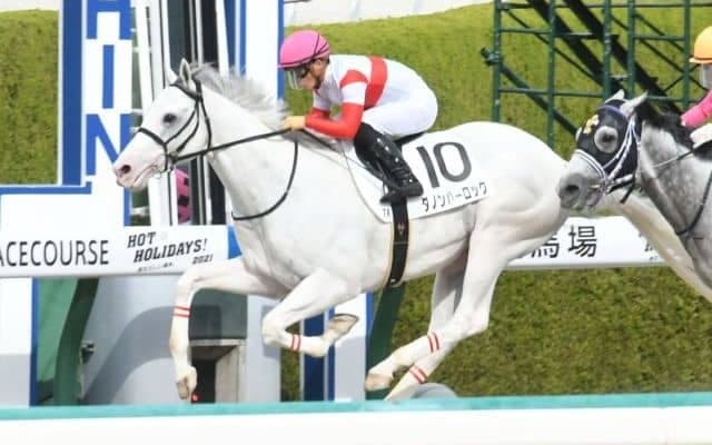 【仁川Sハンデ確定】ダノンハーロックは55.0kg、アナザートゥルースは58.0kg