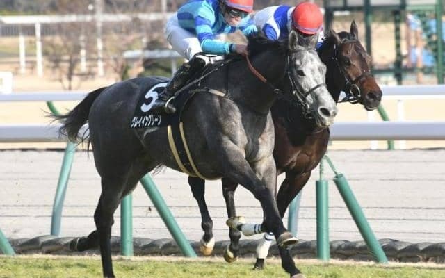 【阪急杯枠順確定】グレイイングリーンは7枠12番、クリノガウディーは8枠14番