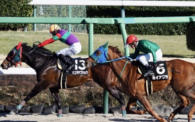 【ブラッドストーンS】ハコダテブショウが逃げ切る