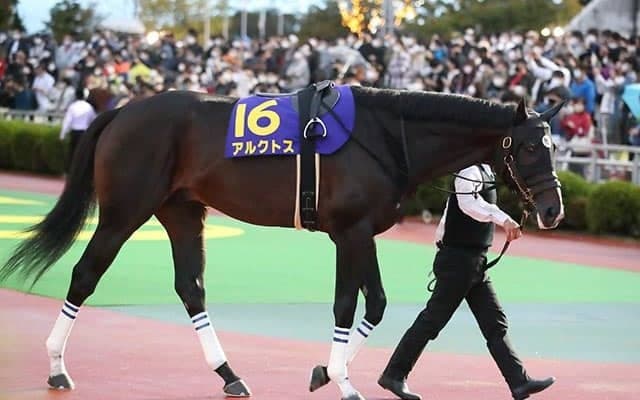 【次走】アルクトスは川田将雅騎手との新コンビでゴドルフィンマイルへ