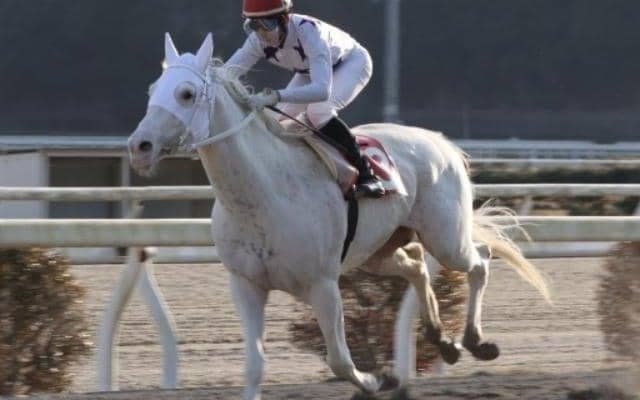  【地方競馬】高知競馬初の白毛馬デルマイダテンが引退 今後は乗馬に