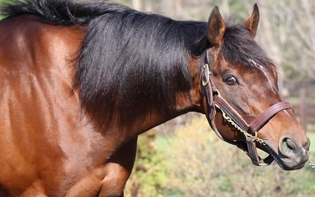 【海外競馬】モーリス産駒ヒトツが豪G1連勝！人気のディープインパクト産駒プロフォンドら破る/オーストラリアンギニー結果