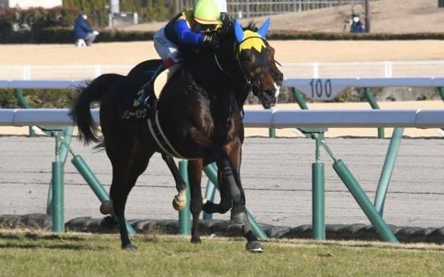 【弥生賞予想】弥生賞は、1番人気より2番人気が買い？ 「馬番11番以内の8枠馬」も成績バツグン！