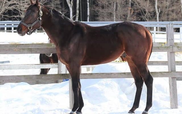 【地方競馬】重賞6勝馬キャプテンキングが種牡馬入り 的場調教師「これからも忘れられない1頭になると思います」