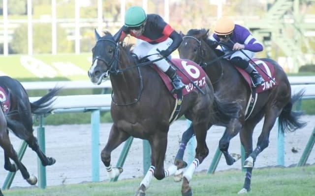 【次走】重賞2勝馬セリフォスはNHKマイルCへ直行　その後は安田記念を予定