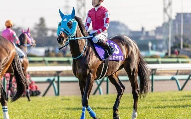 【今日の注目ポイント】オジュウチョウサンの日本馬最高齢JRA重賞勝利なるか