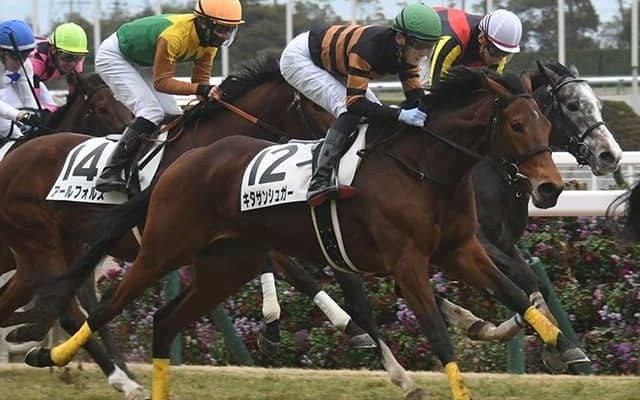 【フラワーC想定】“薔薇一族”スタニングローズ、キタサンブラック産駒キタサンシュガーなど12頭