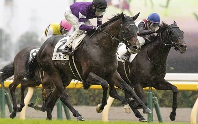 【スプリングS想定騎手】アサヒは田辺裕信騎手、アライバルはC.ルメール騎手
