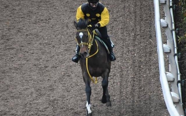 アルーリングウェイなど、先週の入厩情報/栗東トレセンニュース