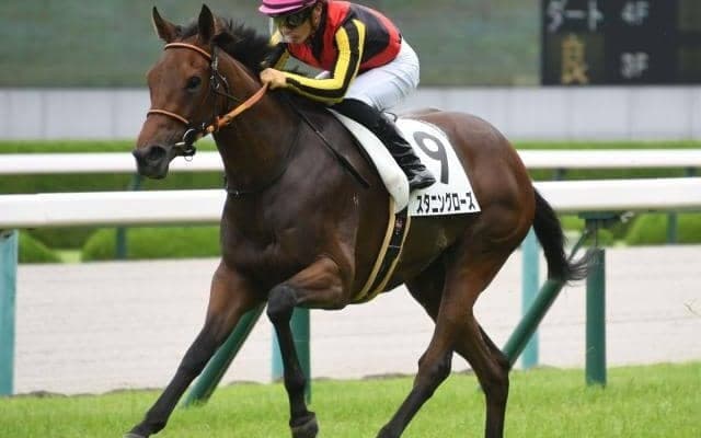 【フラワーC予想オッズ】スタニングローズが予想1番人気