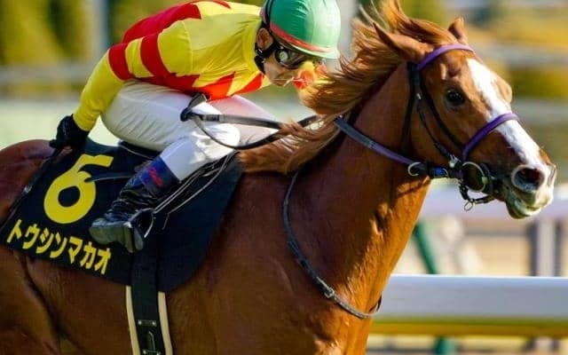 【ファルコンS予想オッズ】トウシンマカオが予想1番人気