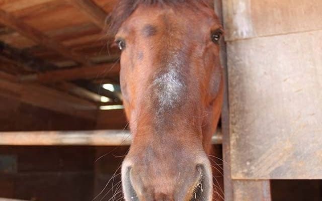 34歳馬でも勝てる「ソフト競馬」 将来的には中央、地方に次ぐ“第三の競馬”に