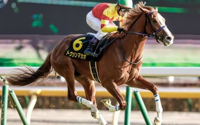 【ファルコンS出走馬・騎手確定】トウシンマカオ＆戸崎圭太騎手、デュガ＆武豊騎手など18頭