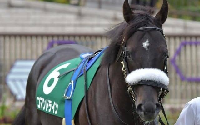 【次走】コマンドラインは岩田望来騎手との新コンビで毎日杯へ「この馬に乗るのを楽しみに」