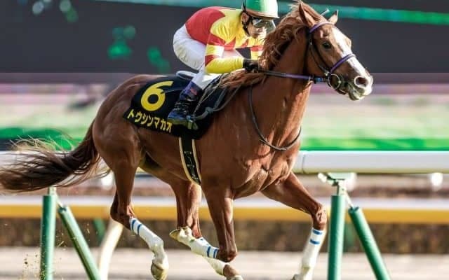 【ファルコンS枠順確定】トウシンマカオは4枠8番、デュガは8枠17番