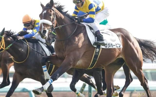 京成杯2着馬ロジハービンが骨折 国枝師「春は休みになる可能性が高い」
