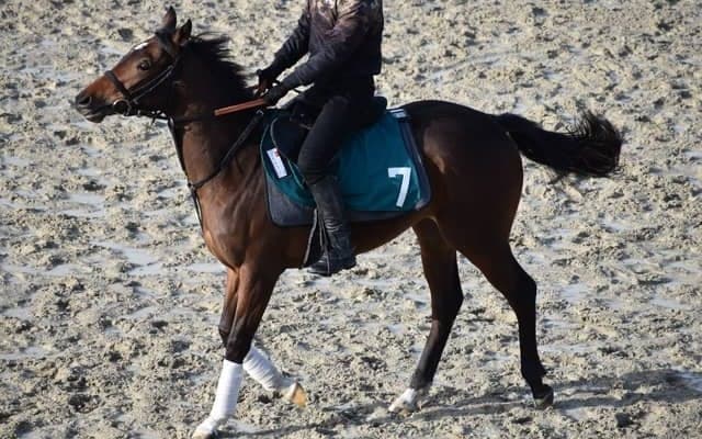 ジプシーハイウェイの2020など、先週の入厩情報/栗東トレセンニュース