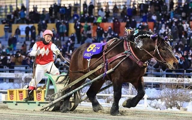 10年で売り上げ5倍増！ 驚異的な伸びで廃止寸前から立ち直ったばんえい競馬