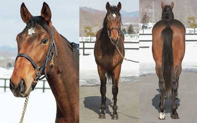 インゼルサラブレッドクラブが“エネイブルの甥”再募集馬発表！初年度の手ごたえ、そして将来の展望は？--代表・大住拓哉氏に聞く