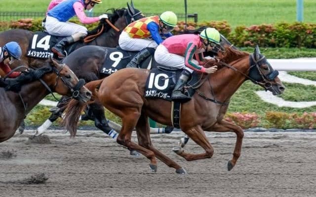 【マーチS枠順確定】オメガレインボーは7枠14番、ブルベアイリーデは3枠6番