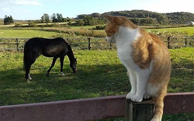  天国へ旅立って1年…皆から愛された名馬プリサイスエンドと猫の絆