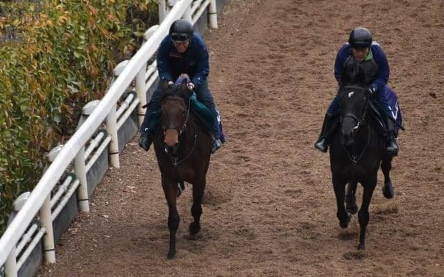 リアリーホットなど、先週の入厩情報/栗東トレセンニュース