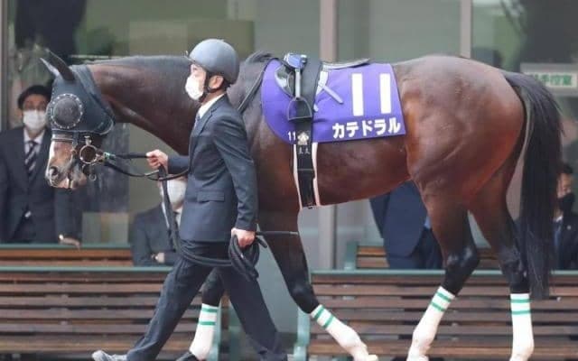 【ダービー卿CT予想オッズ】カテドラルが予想1番人気