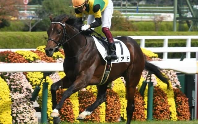 【次走】4億7000万円の良血馬リアドは京都新聞杯へ