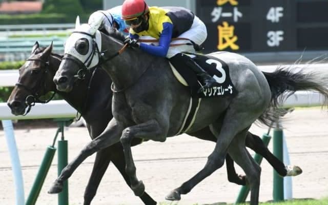 【次走】愛知杯2着馬マリアエレーナは新潟大賞典へ 叔父にダービー馬ワグネリアン