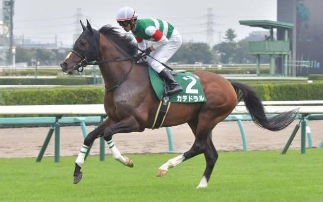 【ダービー卿CT枠順確定】カテドラルは8枠15番、ザダルは4枠7番