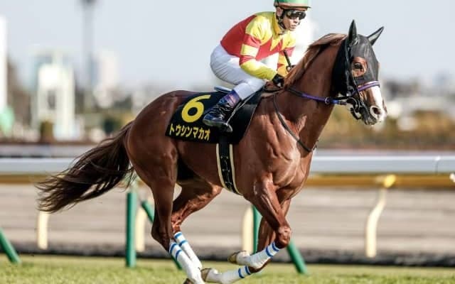 【次走】ファルコンS5着のトウシンマカオはNHKマイルカップへ 父は短距離王ビッグアーサー