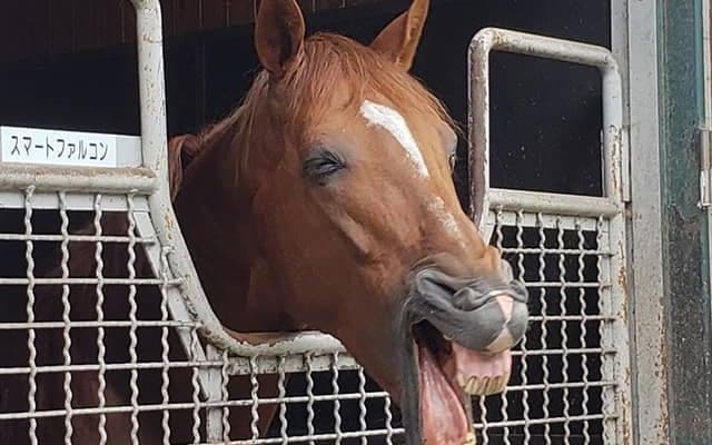 【地方競馬】今年度も『スタリオンシリーズ』を実施　水沢・盛岡・園田・高知・佐賀競馬で