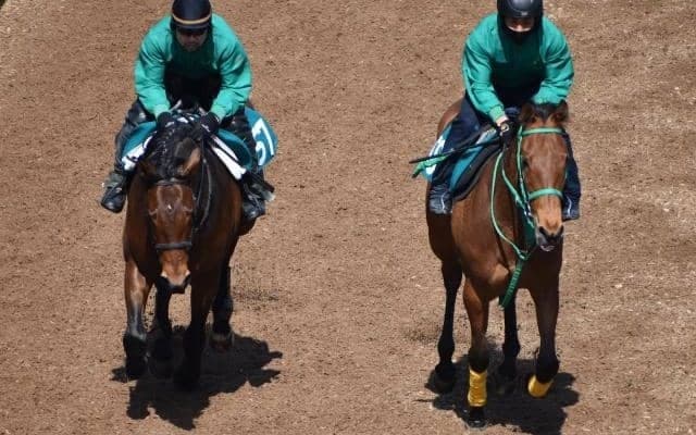 スピードリッパーの2020など、先週の入厩情報/栗東トレセンニュース