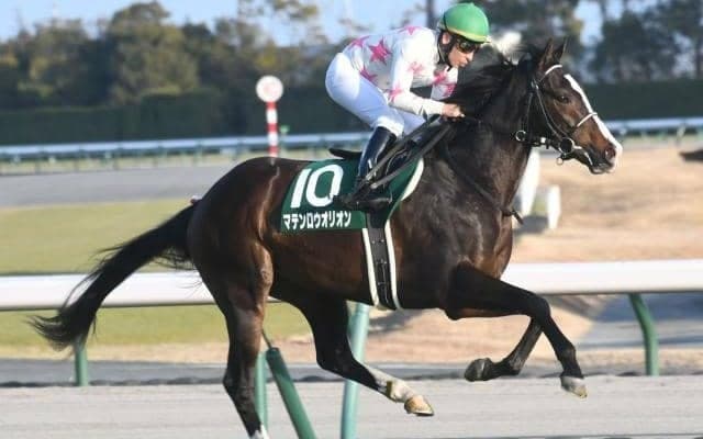 【ニュージーランドT予想オッズ】マテンロウオリオンが予想1番人気