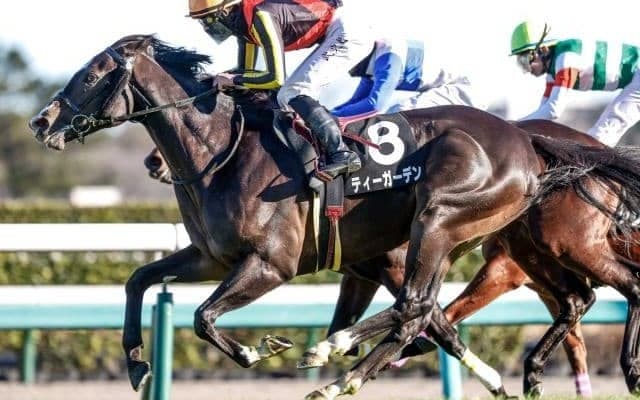 【ニュージーランドT展望】好走条件に合うあの馬に期待したい