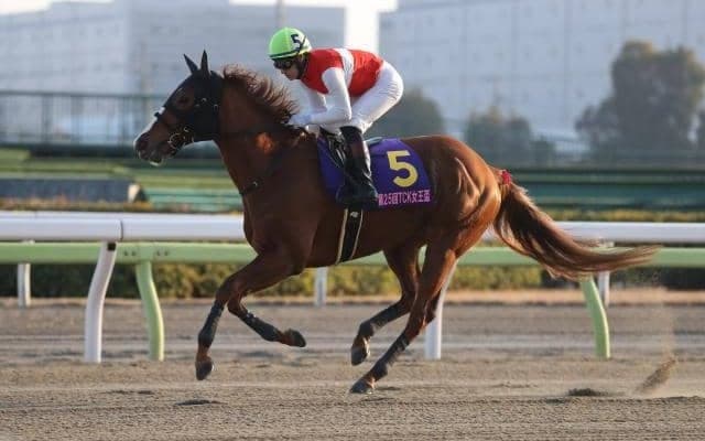 【船橋・マリーンC出走予定馬】ショウナンナデシコ、クールキャットら