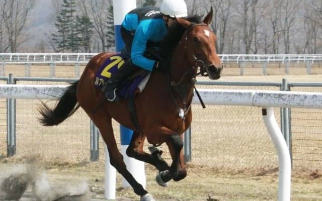 JRA育成馬展示会に2歳馬46頭が登場、デクラレーションオブウォー産駒が最速タイム